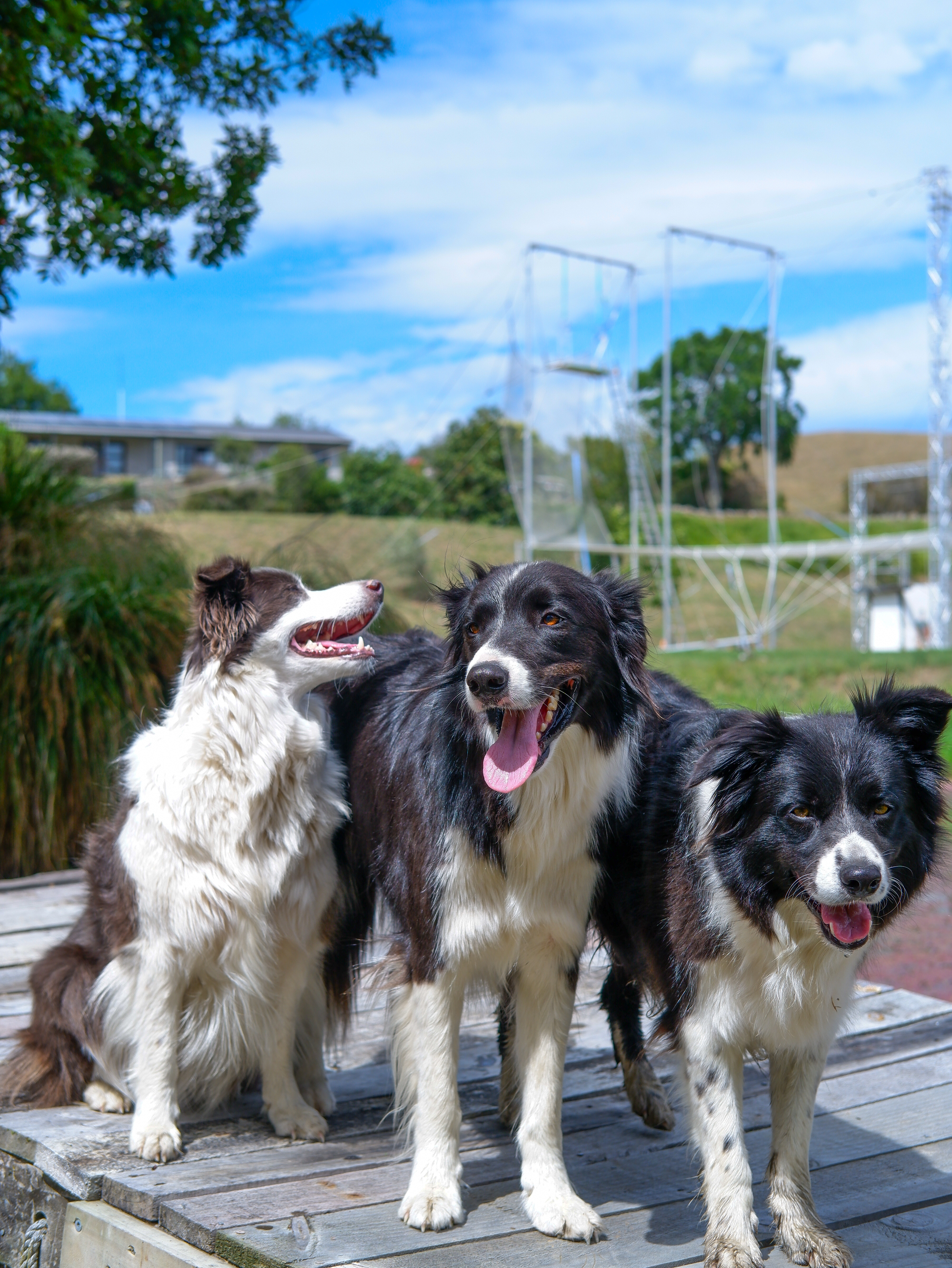Three border collies at Hawkes Bay Flying Trapeze